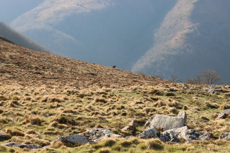 Lire la suite à propos de l’article Les chevaux sauvages du Pays basque