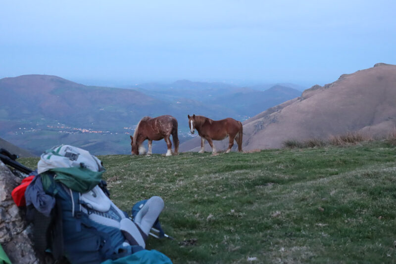 Lire la suite à propos de l’article Pottoks, les chevaux sauvages du Pays basque