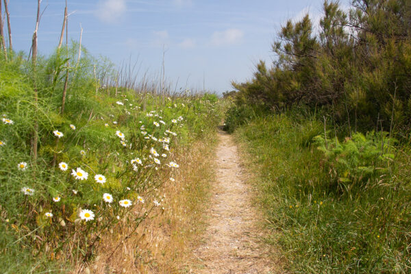 Série « Avec Rouletabosse » (carte postale x5)