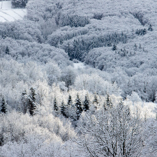 Série « Forêt blanche » (carte postale x5)