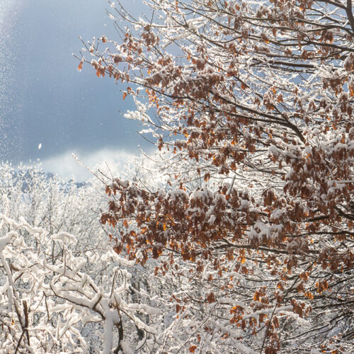 Tirage photo « Première neige »