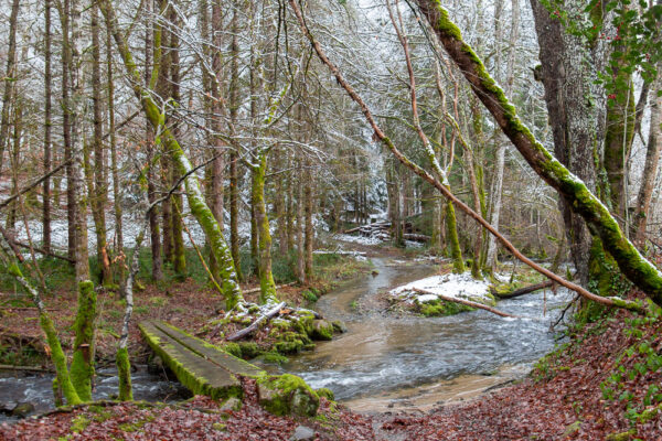 Série « Forêt blanche » (carte postale x5)