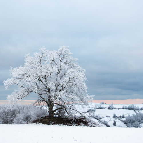 Série « Forêt blanche » (carte postale x5)