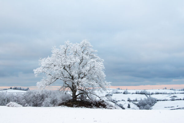 Série « Forêt blanche » (carte postale x5)