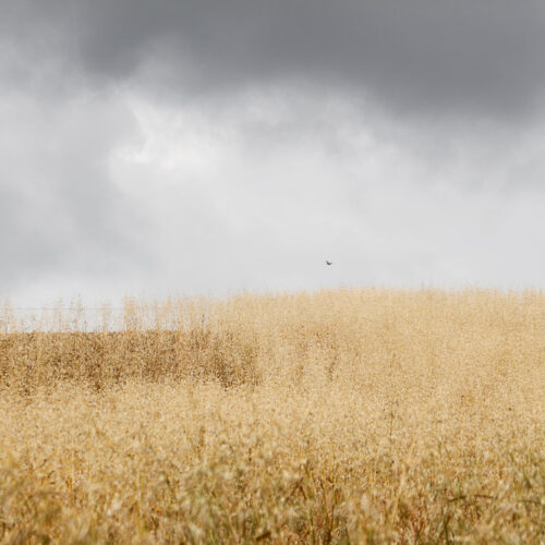 Série « Horizons » (carte postale x5)