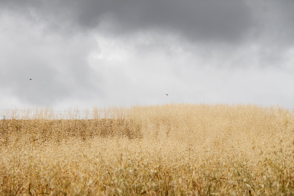 Série "Horizons" (carte postale x5) – Image 4