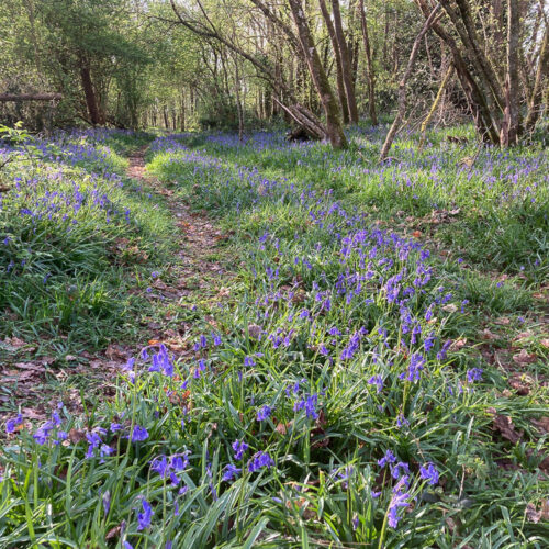 Série « L’arrivée du printemps » (carte postale x5)