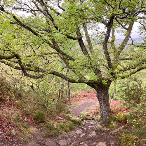 Série « L’arrivée du printemps » (carte postale x5)