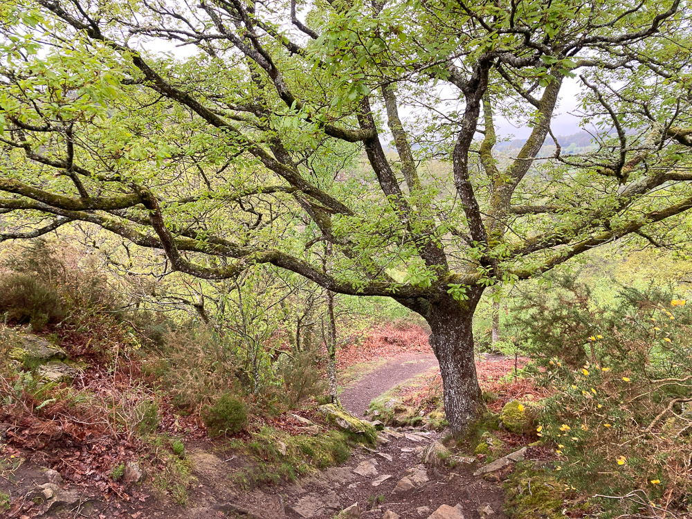 Série "L'arrivée du printemps" (carte postale x5) – Image 2
