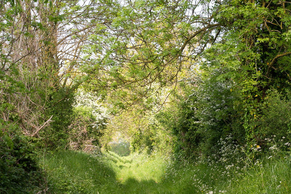 Série "L'arrivée du printemps" (carte postale x5) – Image 4