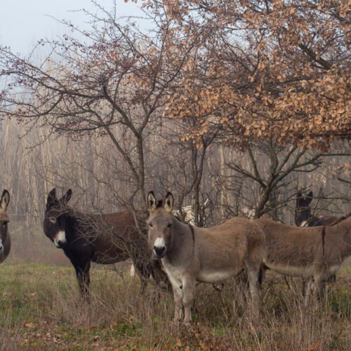 Tirage photo « Hi-han ! »
