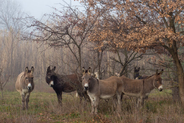 Série « Poils et plumes » (carte postale x5)