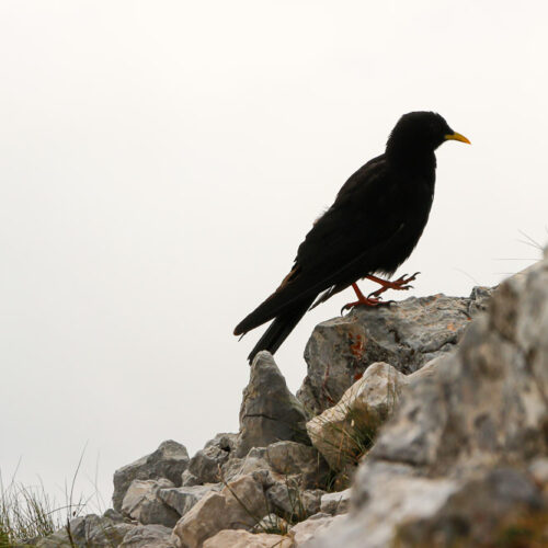 Série « Poils et plumes » (carte postale x5)