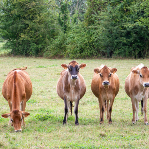 Série « Poils et plumes » (carte postale x5)