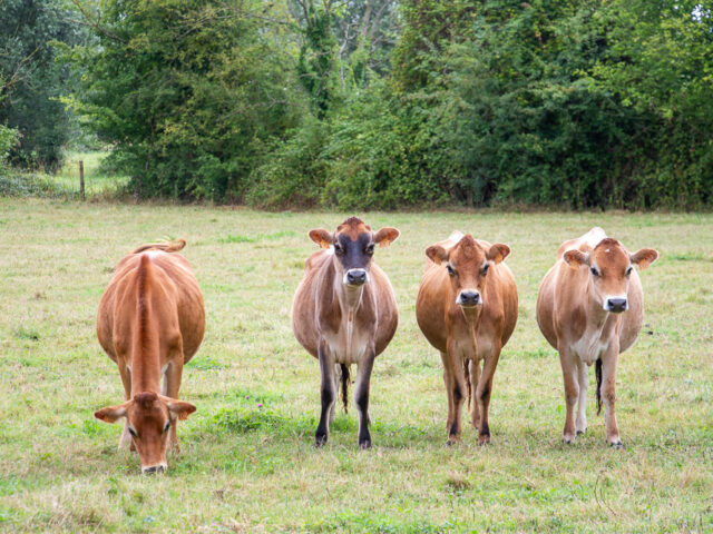 🖼️ Tirages photo 📷