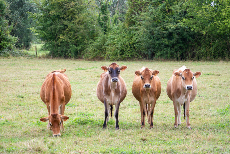 Lire la suite à propos de l’article 🖼️ Tirages photo 📷