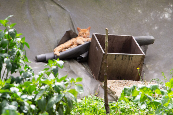 Série « Poils et plumes » (carte postale x5)