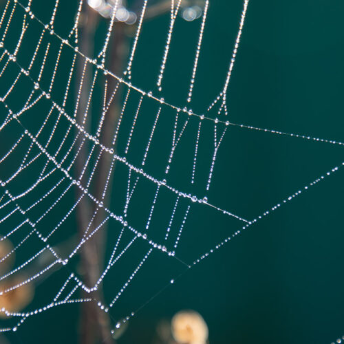 Série « Simplicités » (carte postale x5)