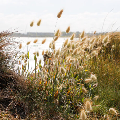 Série « Simplicités » (carte postale x5)